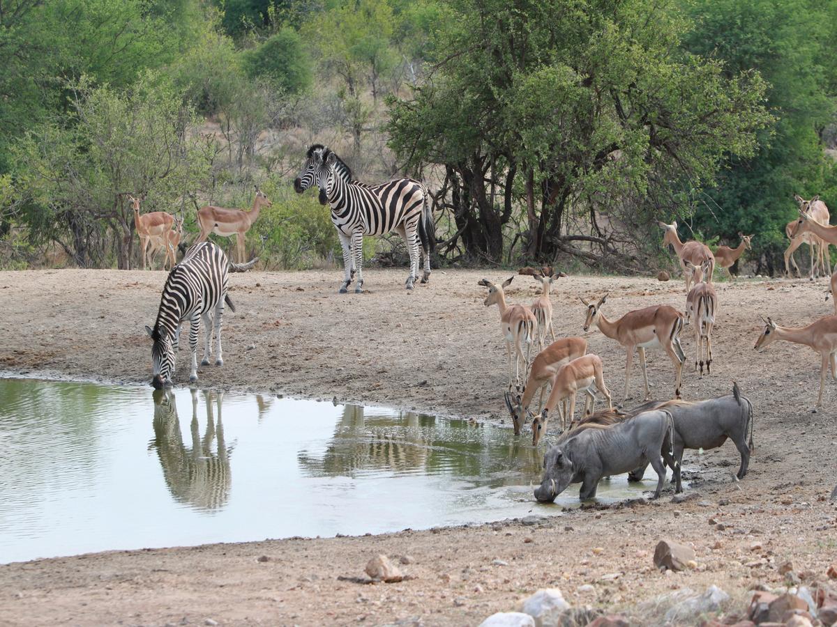 Makumu Private Game Lodge Réserve naturelle privée de Klaserie Extérieur photo