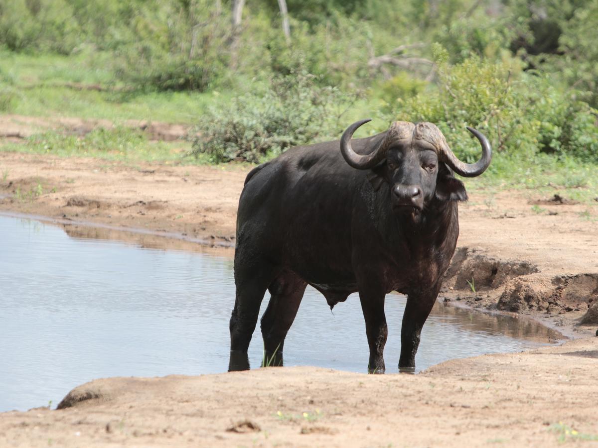 Makumu Private Game Lodge Réserve naturelle privée de Klaserie Extérieur photo
